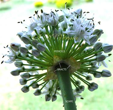  Inflorescence (Umbel)